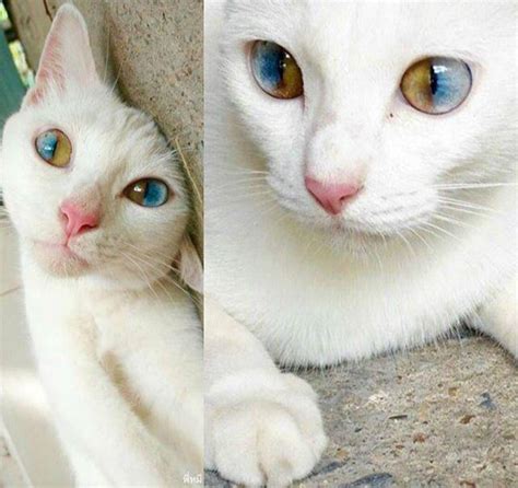 heterochromia eyes cat|how rare is sectoral heterochromia.